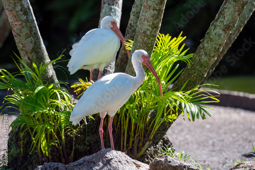Φωτογραφία American white ibis ,Eudocimus albus