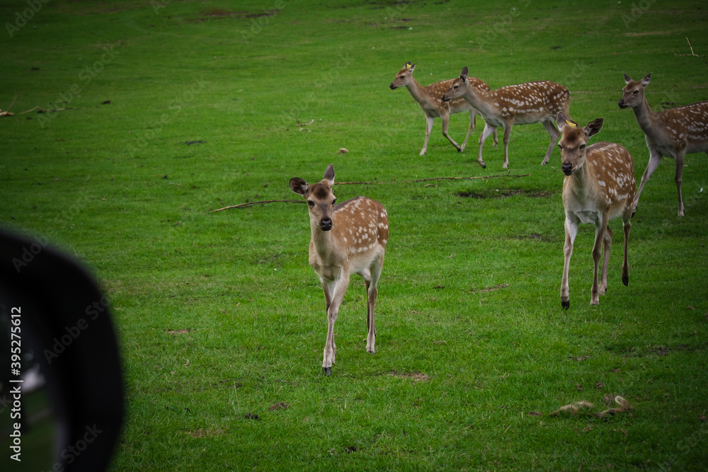The white spotted deer in zoo park, UK The white spotted deer in zoo park, UK