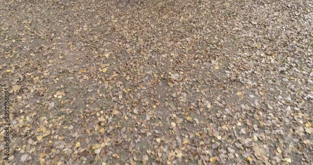 mujer tumbada y leyendo en el suelo sobre manto de hojas de otoño mujer tumbada y leyendo en el suelo sobre manto de hojas de otoño