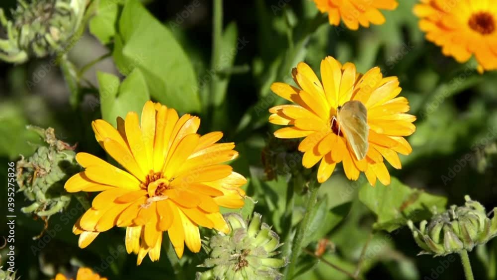 Caléndula close-up. Butterflies on varietal Bush calendula growing in a flower bed. Marigold flowers in landscape design. Plant of the Asteraceae family. Caléndula close-up. Butterflies on varietal Bush calendula growing in a flower bed. Marigold flowers in landscape design. Plant of the Asteraceae family.