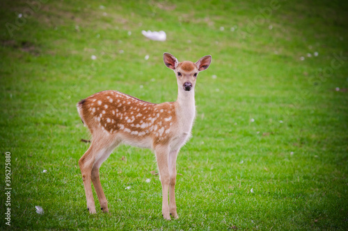 The white spotted deer in zoo park, UK © JulYer