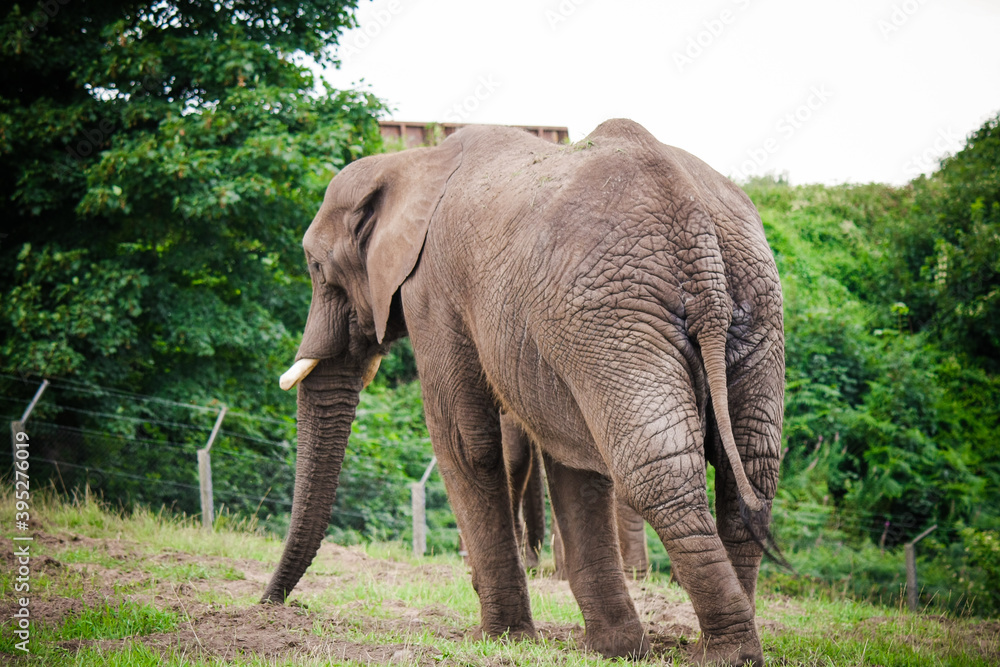 Obraz premium Th elephant in the zoo park