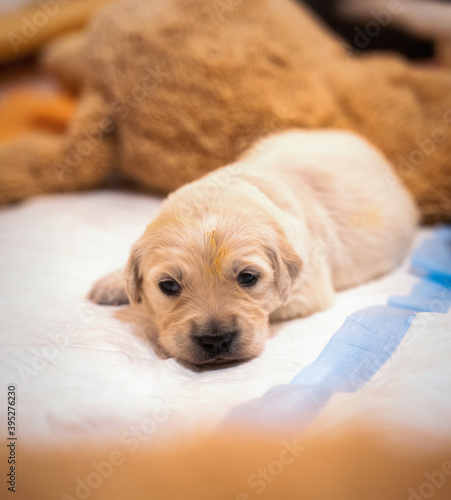 Tiny sweet newborn puppies of a golden retriever.