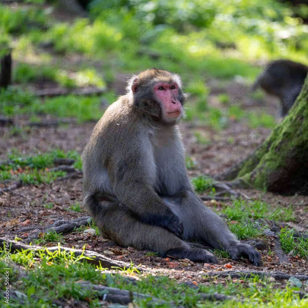 Monkey in the Forrest of Carinthia