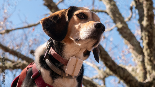 PORTRAIT OF BEAGLE BREED DOG WITH GPS ON THE COLLAR, IN THE FIELD