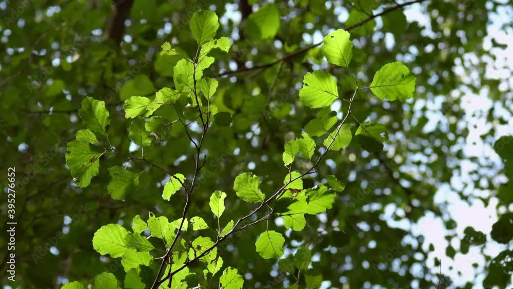 Green leaves moving in the wind with sun rays shining through. 4K resolution. Shallow depth of field. High quality audio of rustling leaves. Green leaves moving in the wind with sun rays shining through. 4K resolution. Shallow depth of field. High quality audio of rustling leaves.