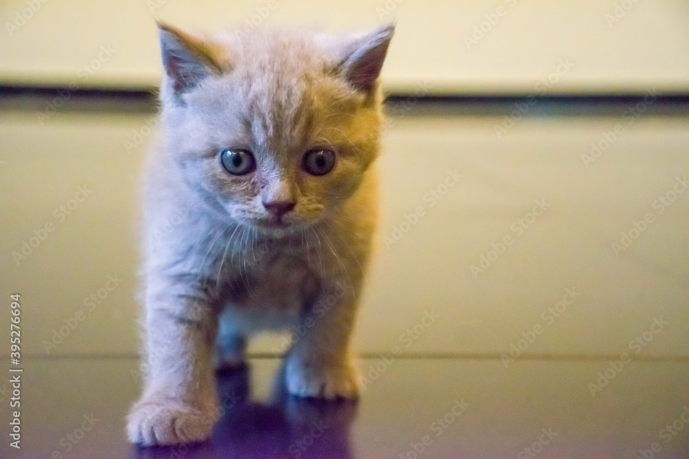 Grey Scottish kitten curiously goes to the camera