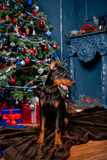 A black Doberman dog sits on a fur carpet against the backdrop of a Christmas tree and a decorative fireplace.