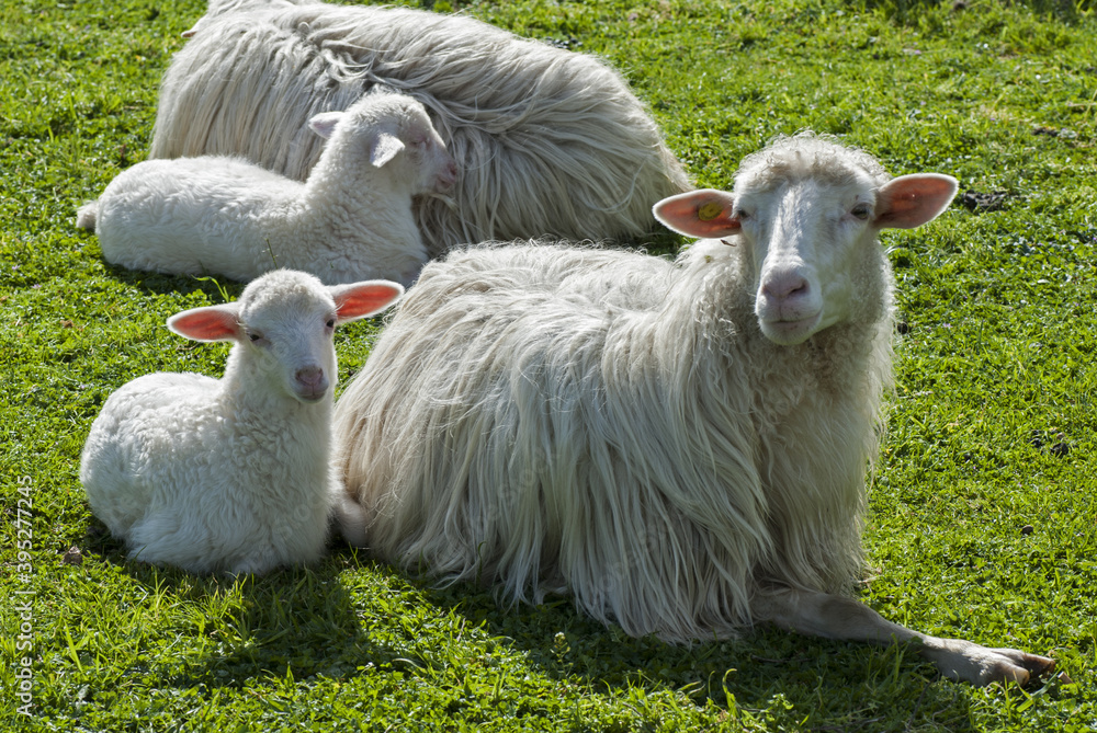 Fototapeta premium Pecora con gli agnelli