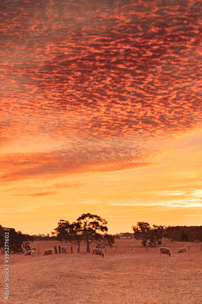 Orange sunset with altostratus mid-level clouds over a flock of sheep on outback farm in australia