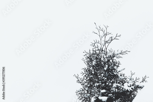 A twig of pine needles in the snow