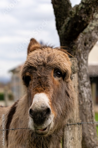 portrait of donkey in pasture