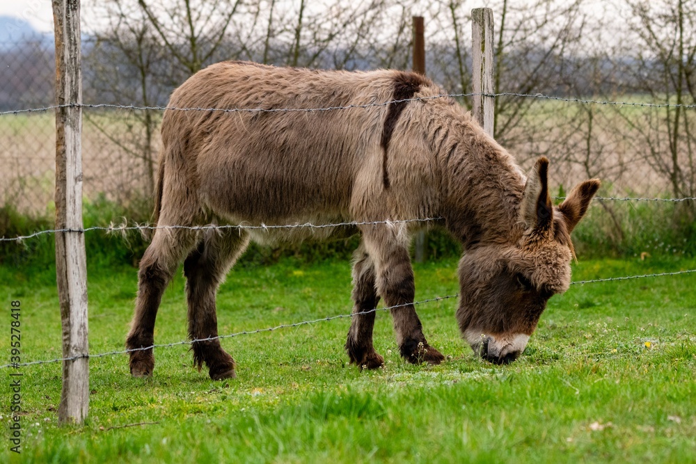portrait of donkey in pasture portrait of donkey in pasture