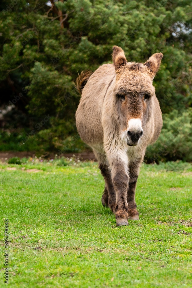 portrait of donkey in pasture portrait of donkey in pasture