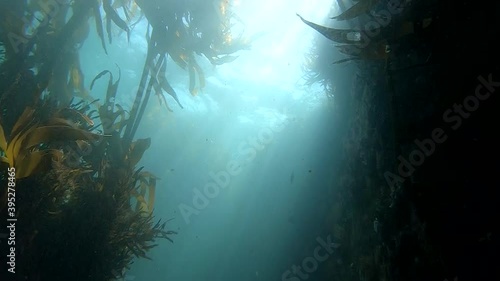 Wallpaper Mural Slow-motion panning shot of sun rays streaking down onto a kelp forest. Cape Town, South Africa. Torontodigital.ca
