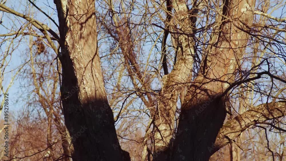 Shadow Covering an Autumn Tree - Time Lapse Shadow Covering an Autumn Tree - Time Lapse