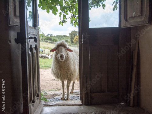 
La pecora di casa photo