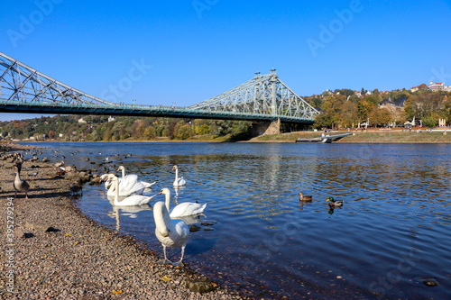 dresden elbe blaue swunder und schwäne loschwitzer brücke photo