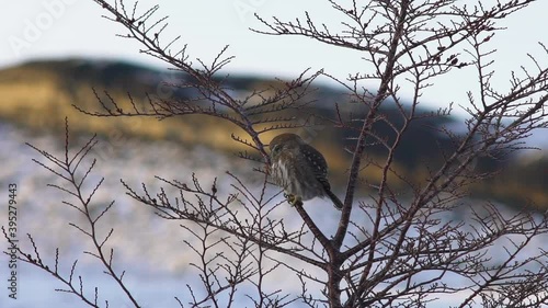 Medium shot of a Chuncho owl , Glaucidium nanum, cleaning feathers perched on a tree, located in Torres del Paine National Park. photo