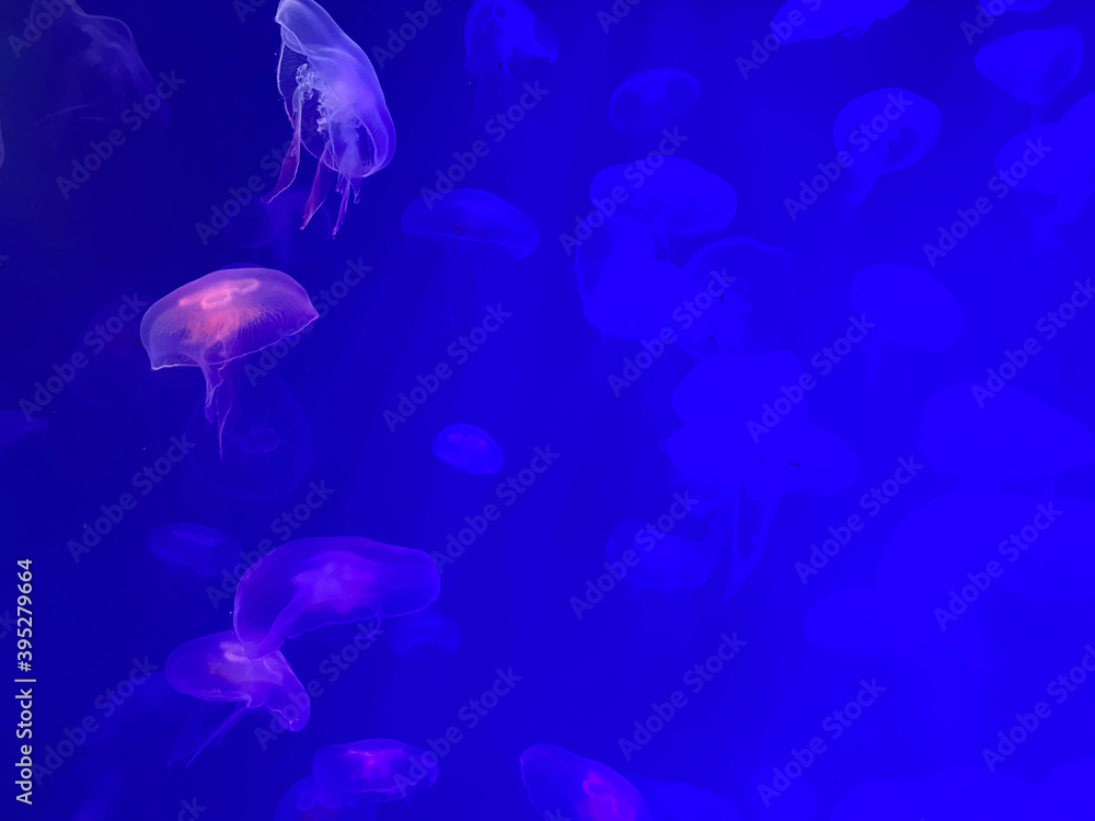 jellyfish floating in an aquarium with beautiful colored lighting jellyfish floating in an aquarium with beautiful colored lighting