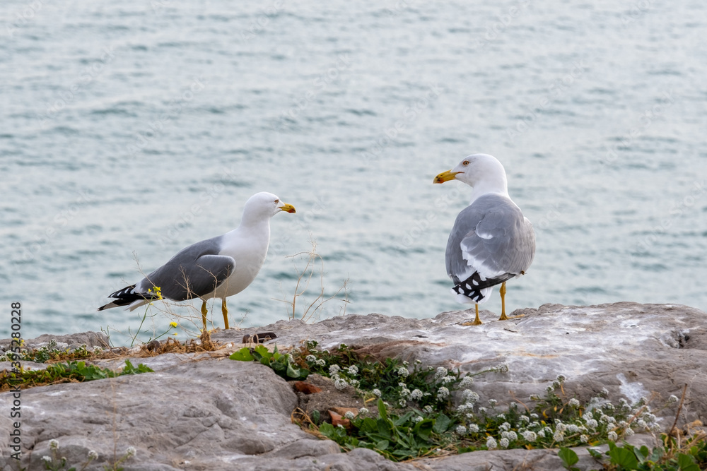 
Pair of seagulls on top of a wall