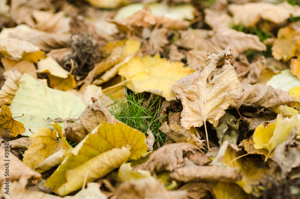 Fallen leaves of a hazel tree in a local park Fallen leaves of a hazel tree in a local park