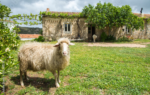 La pecora dello stazzo. Tradizione agropastorale in Sardegna. photo