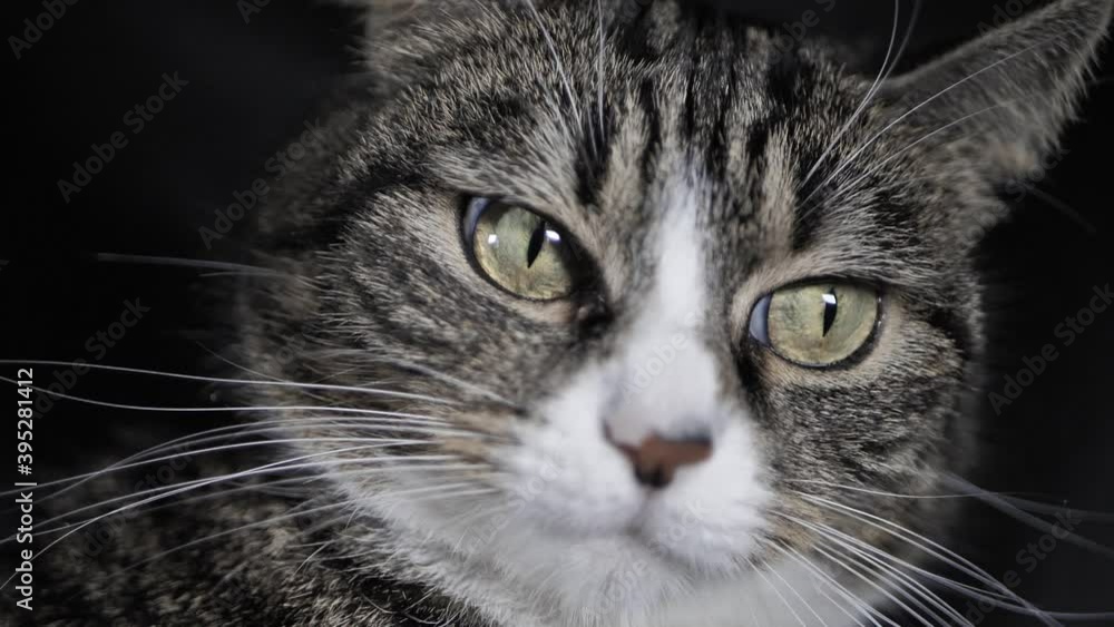 The striped cat watches the movements The striped cat watches the movements