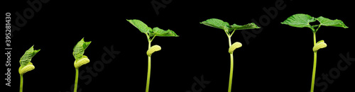 Photography Shoots of a young green plant in stages within 5 days