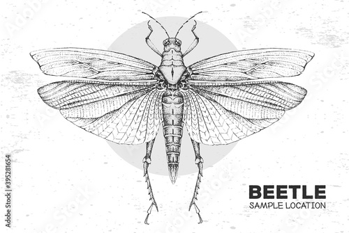 Realistic hand drawing grasshopper. Artistic Bug. Entomological vector illustration