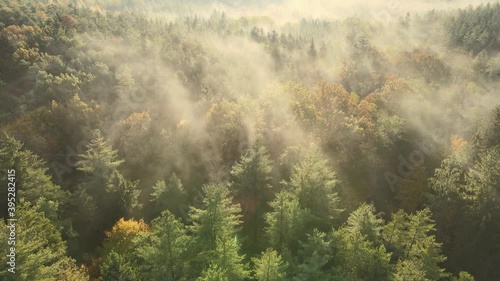 Dense green forest with tall trees all covered with mist during early morning hours. Aerial. photo