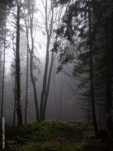 Foggy forest, light comming through trees, stones, moss, wood fern, broad leaf trees. Gloomy magical landscape at autumn/fall. Jeseniky mountains, Eastern Europe, Moravia.  .