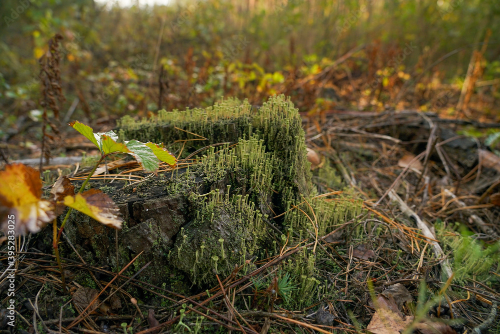 Green moss with spores on the stump. Moss bloom Green moss with spores on the stump. Moss bloom