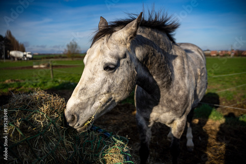 Fototapeta Naklejka Na Ścianę i Meble -  White and grey horse eating hay