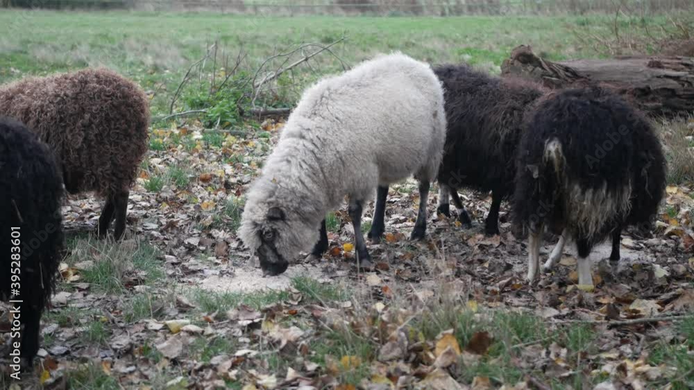 Group of sheep in the meadow eating grain meal, medium shot Group of sheep in the meadow eating grain meal, medium shot