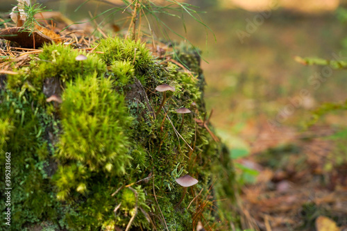Green moss with spores on the stump. Moss bloom