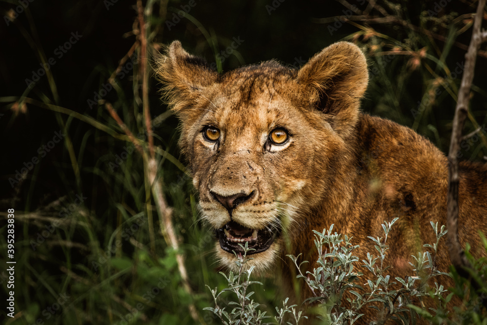 Fototapeta premium A lion cub peeping out from the bushes, Kruger National Park