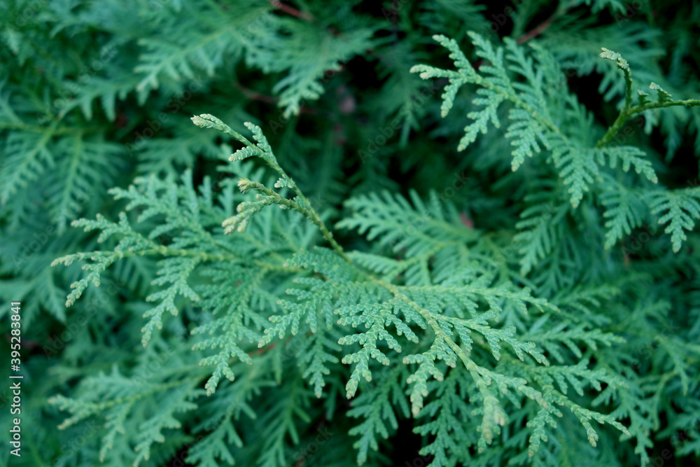 Thuja tree close-up background.