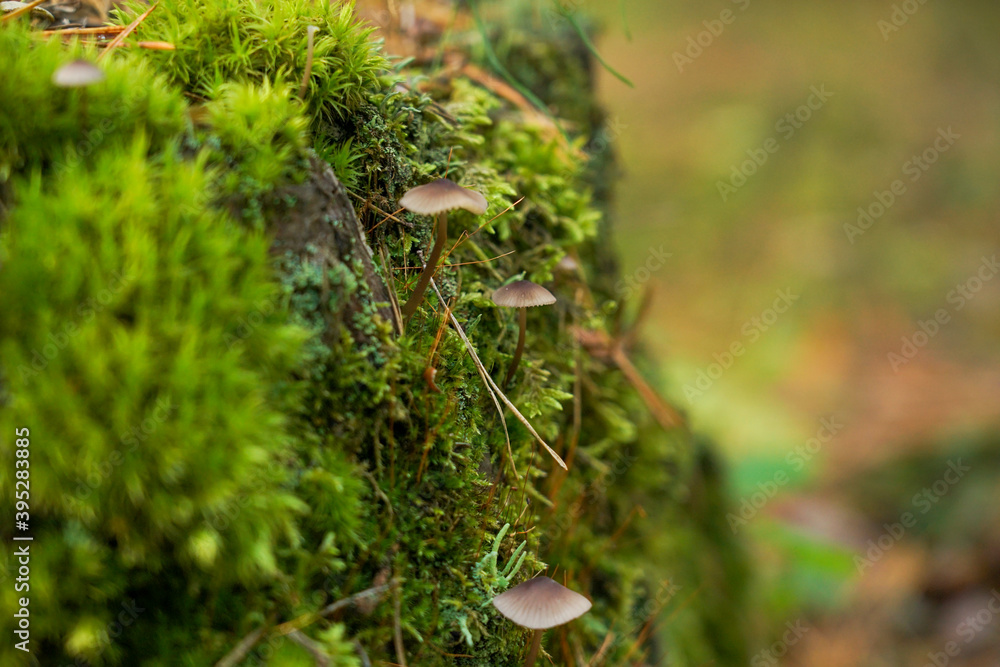 Green moss with spores on the stump. Moss bloom Green moss with spores on the stump. Moss bloom