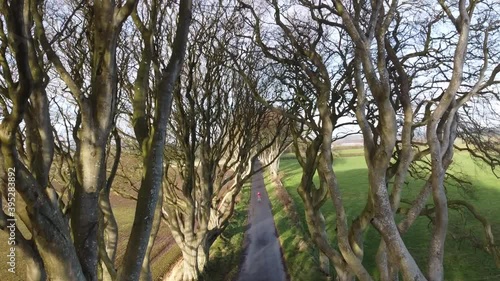 Rising Shot of the Tall Trees at The Dark Hedges, Northern Ireland photo