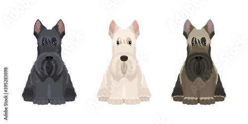 Portraits of three scottish terriers in different colors isolated on white background. Vector dogs collection for your design. Black, white and brown
