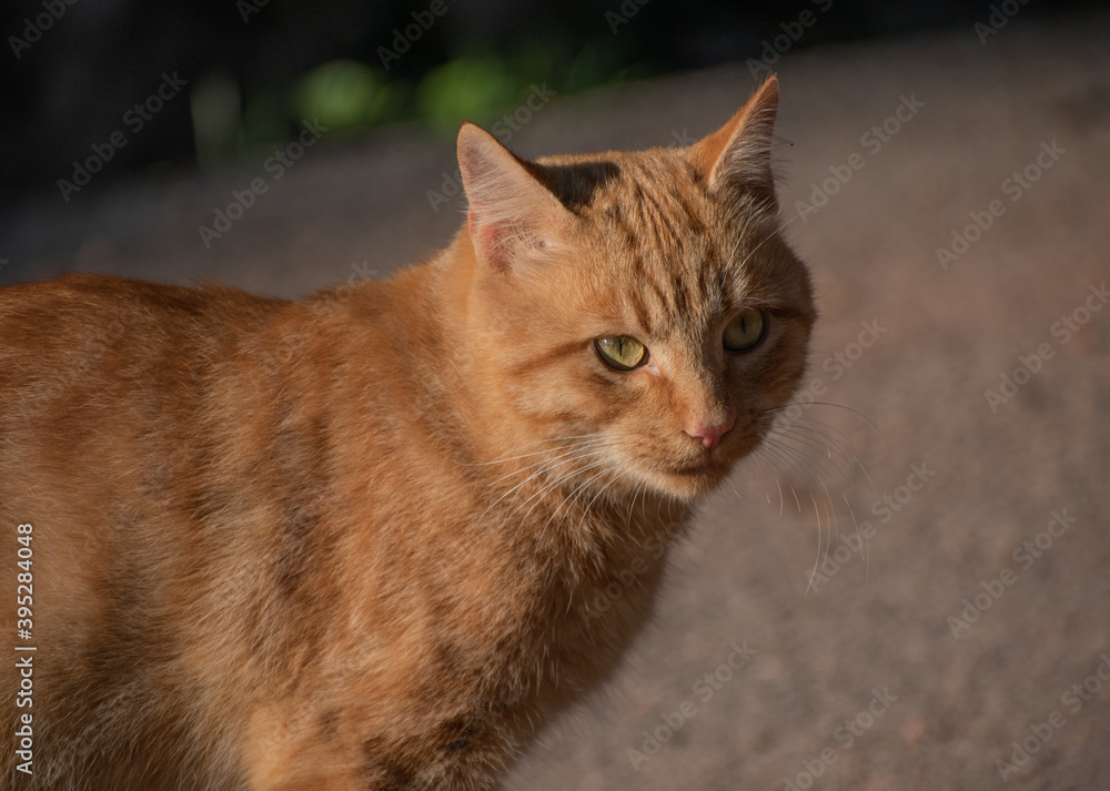 ginger cat from the street