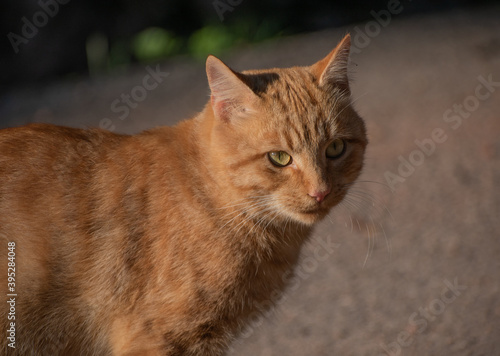 ginger cat from the street