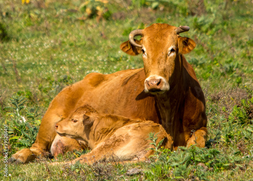 La mucca e il suo vitello