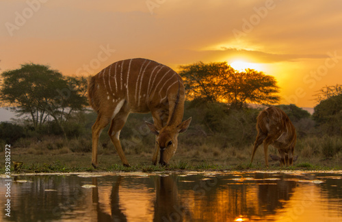 Low angle of two Nyala antelope grazing a long the water s edge with the sunset behind them.