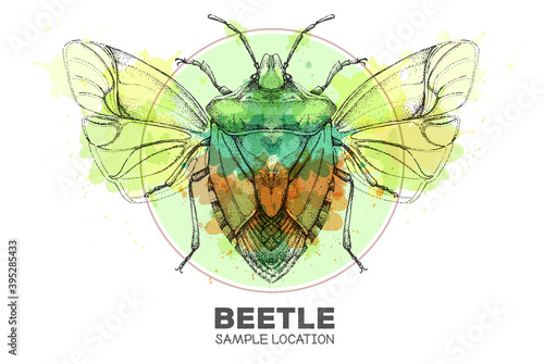 Realistic hand drawing  shield beetle on watercolor background. Artistic Bug. Entomological vector illustration photo