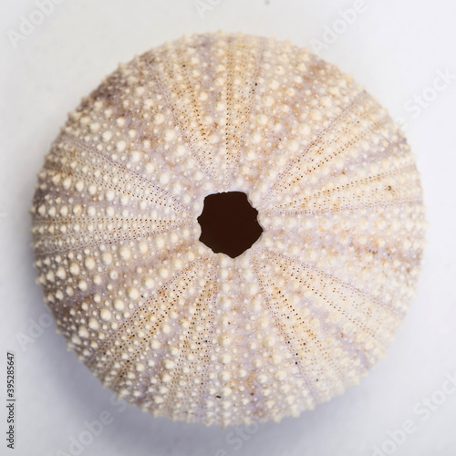 Sea urchin detail