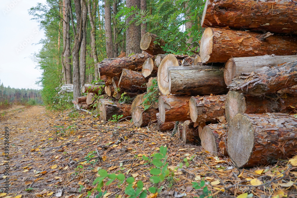 The cut logs lie in the forest The cut logs lie in the forest