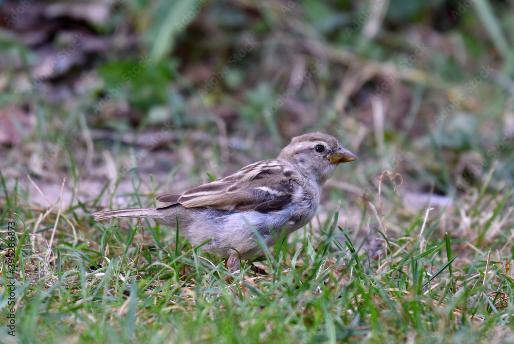 a Sparrow on the grass