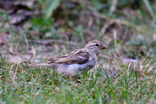 a Sparrow on the grass
